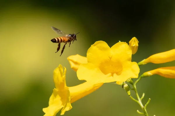 Ape Volante Che Avvicina Fiori Tromba Colorati — Foto Stock