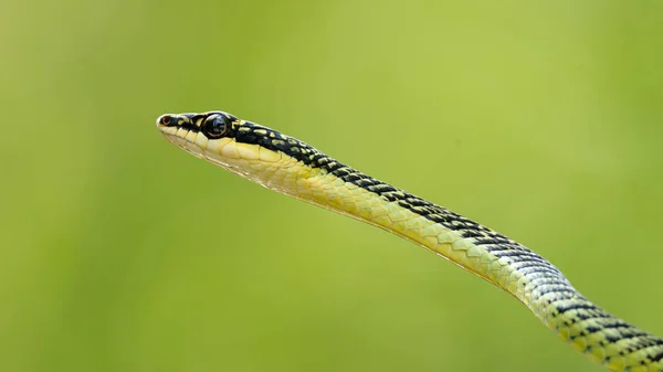 Närbild Headshot Golden Tree Orm Isolerad Suddig Grön Bakgrund — Stockfoto