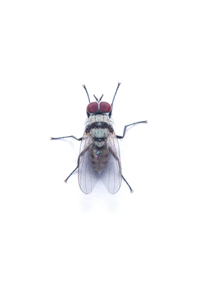 Vista Dall Alto Housefly Isolato Sfondo Bianco — Foto Stock