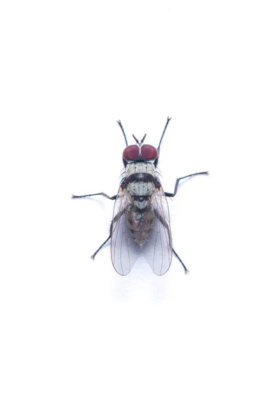 Bovenaanzicht Van Housefly Geïsoleerd Witte Achtergrond — Stockfoto