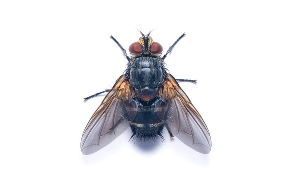 Top view large of Housefly isolated on white background