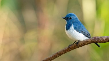 Ultramarine Flycatcher bir tüneğe tünemiş, uzaktan bakıyor.