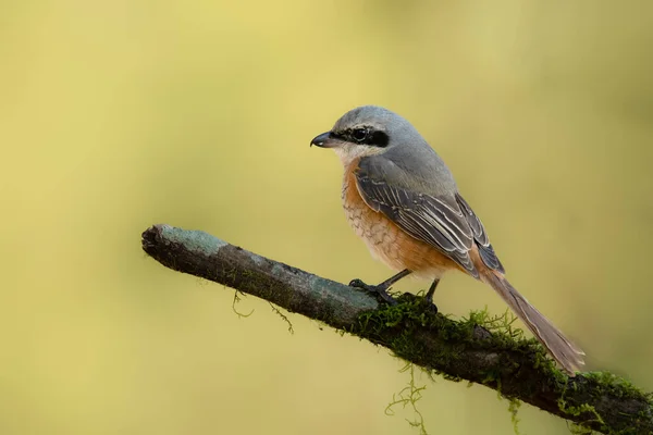 Cinzento Apoiado Shrike Poleiro Poleiro Olhando Para Uma Distância — Fotografia de Stock