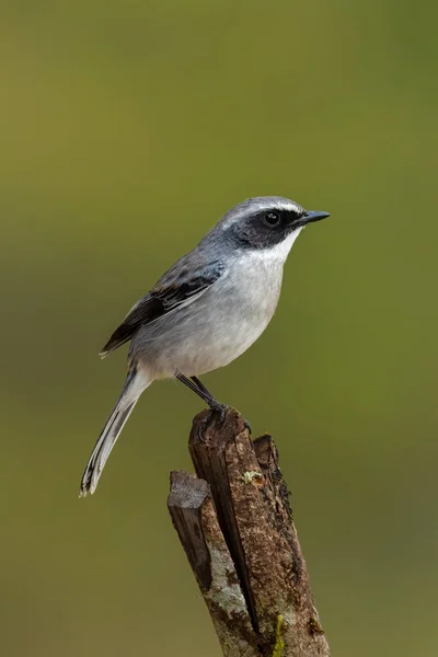 Αρσενικό Γκρι Bushchat Σκαρφαλώνει Μια Πέρκα Κοιτάζοντας Απόσταση — Φωτογραφία Αρχείου