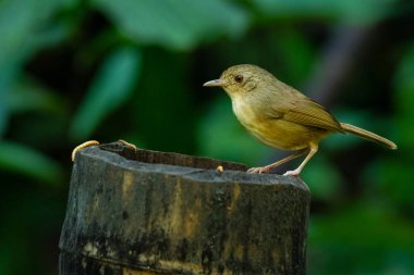Kabarık göğüslü Babbler bambu gövdesine tünemiş.