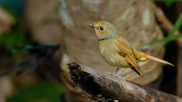 Niltava Vientre Rufo Hembra Posada Una Percha Mirando Una Distancia —  Fotos de Stock