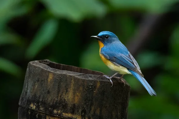 Indochinesische Blaue Fliegenschnäpper Hockt Auf Bambusstamm Und Blickt Die Ferne — Stockfoto
