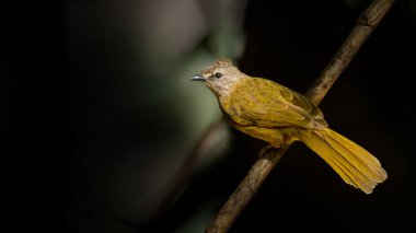 Flavescent Bulbul, tüneğe tünemiş, uzaktan bakıyor.