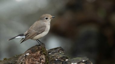 Dişi Tayga sinekkapanı, su akıntısının kenarına tünemiş, uzaklığa bakıyor.