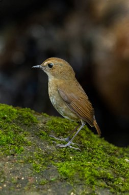 Dişi Küçük Shortwing yosunlarla kaplı bir kayaya tünemiş.