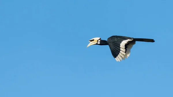 东方雄鸟在半空中飞行 与蓝天隔绝 — 图库照片