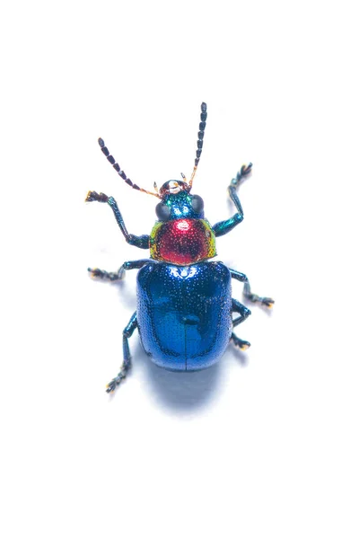 Πολύχρωμο Blue Milkweed Beetle Απομονωμένο Λευκό Φόντο — Φωτογραφία Αρχείου