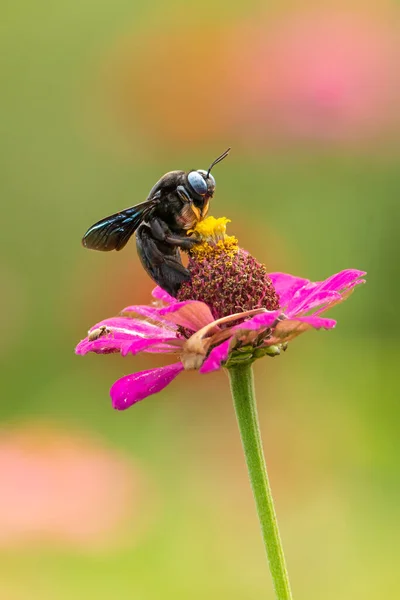 Front view of Tropical Carpenter Bee embracing flower pollen on colorful blur background