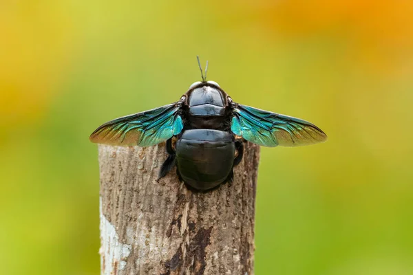 Zadní Strana Tropického Tesaře Včela Pařezu Dřeva Ukazuje Kovové Barvy — Stock fotografie