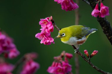 Hindistan beyaz gözü vahşi Himalaya kiraz dalına tünemiş Uzağa bakıyor