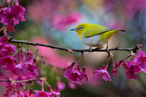 Indian White Eye Siedzi Dzikiej Gałęzi Wiśni Himalajskiej Patrząc Oddali — Zdjęcie stockowe