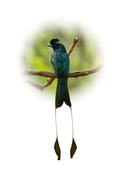 Större Racketsvans Drongo Sittande Abborre Isolerad Rund Lutning Suddig Bakgrund — Stockfoto