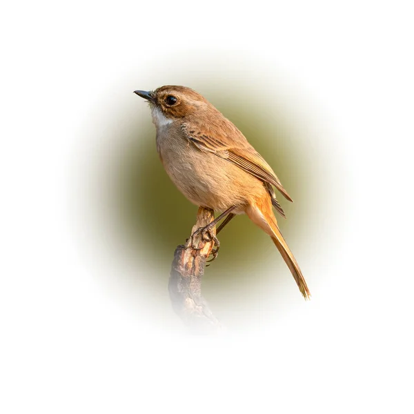 Female Grey Bushchat Perching Perch Looking Distance Isolated Gradient Blur — Stock Photo, Image