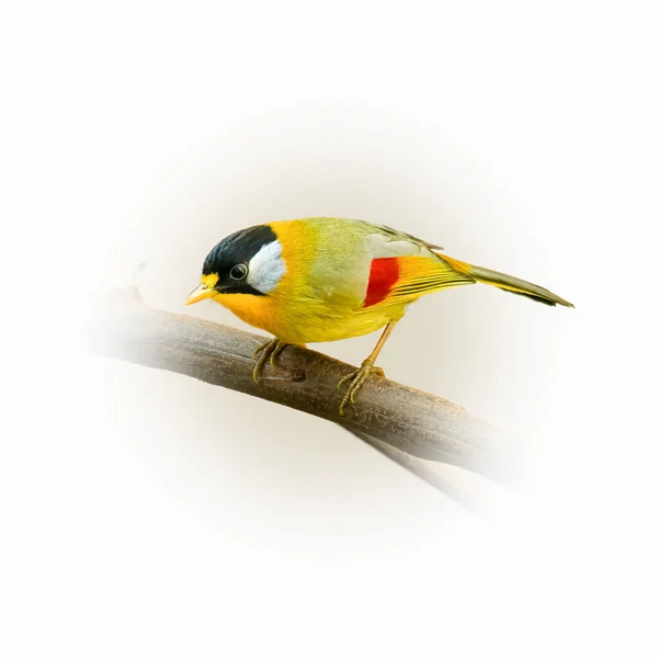 Silver Eared Mesia Perching Perch Looking Distance Isolated Gradient Blur — Stock Photo, Image