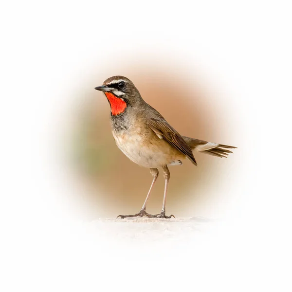 Siberian Rubythroat Perching Tree Trunk Looking Distance Isolated Gradient Blur — Stock Photo, Image