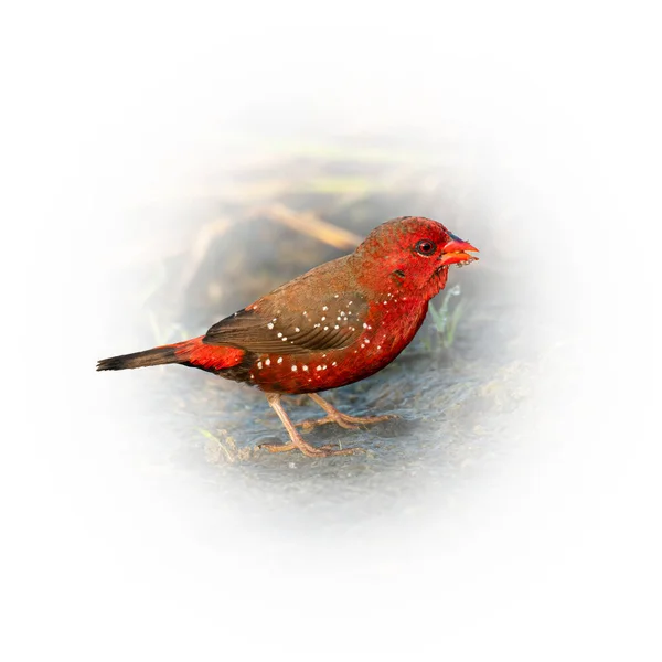 Červený Avádavat Travními Semínky Zobáku Izolované Kulatém Svahu Rozmazané Pozadí — Stock fotografie