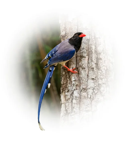 Red Billed Blue Magpie Perching Tree Trunk Looking Distance Isolated — 스톡 사진