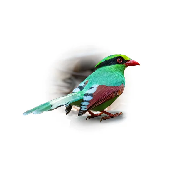 Green Magpie Perching Rock Looking Distance Isolated Gradient Blur Background — Stock fotografie