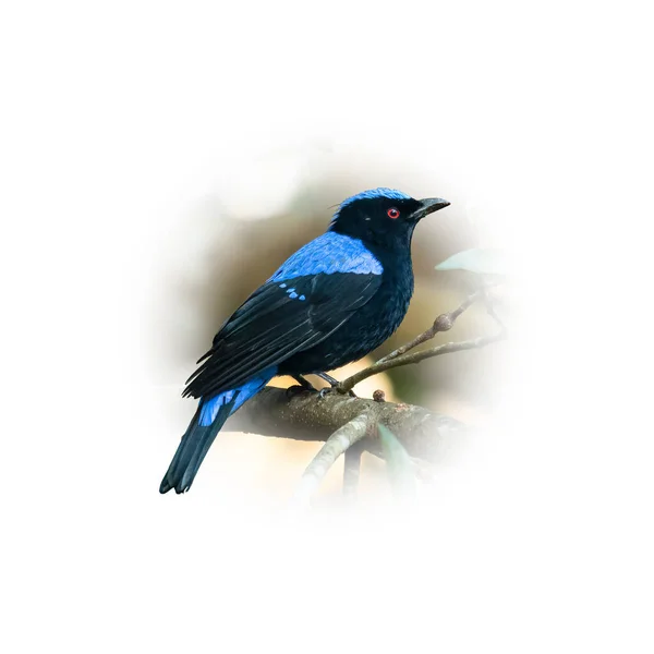 Asian Fairy Bluebird Perching Tree Branch Looking Distance Isolated Gradient — Stock Photo, Image