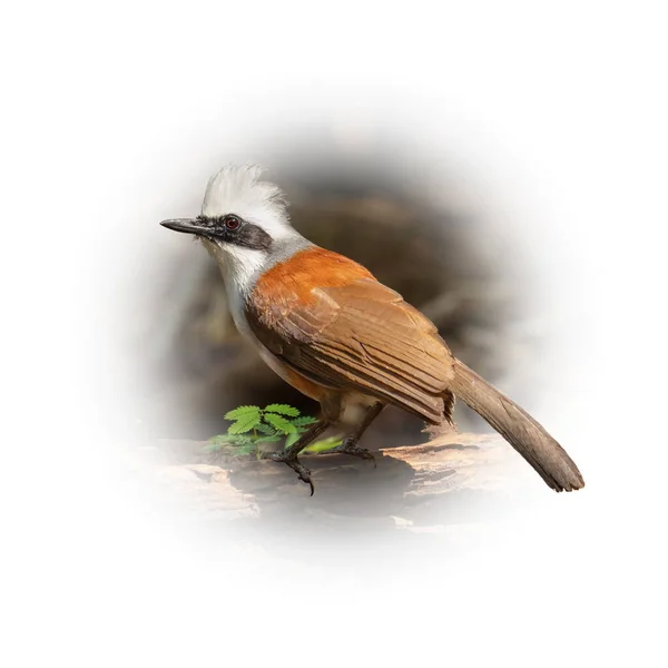 White Crested Laughingthrush Perching Tree Trunk Isolated Gradient Blur Background — 스톡 사진
