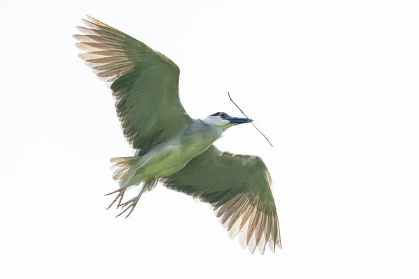 Black Crowned Night Heron Flight Stick Its Beak Isolated White — ストック写真