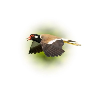 Flying Red-Wattled Lapwing with beak opening isolated on round gradient blur background