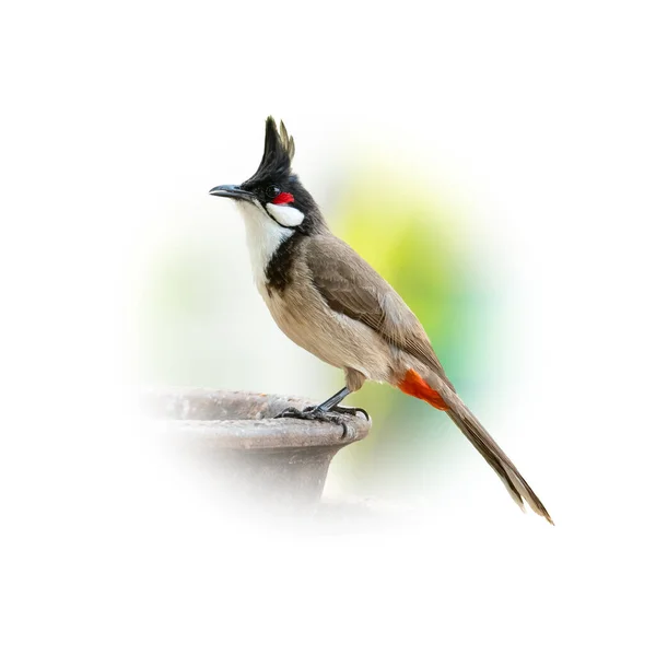 Red Whiskered Bulbul Perching Clay Bowl Looking Distance Isolated Gradient — 스톡 사진