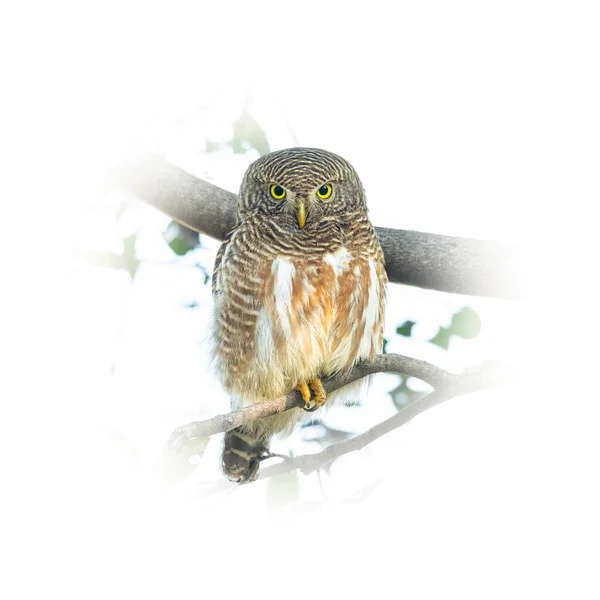 Asian Barred Owlet Perching Tree Branch Looking Straight Isolated Gradient — Stock Photo, Image