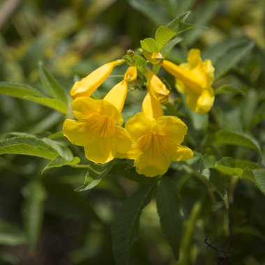 Alamanda (yaygın trompet), Apocynaceae familyasının bir bitki türüdür..