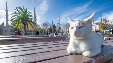 Türkiye 'de İstanbul' da Sofya 'da güneş altında uyuyan bir kedi