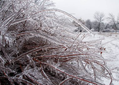 Kışın ortasında yağan yağmur sonrasında Bükreş 'teki bir parkta donmuş dallar