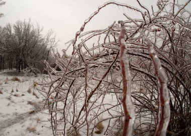 Kışın ortasında yağan yağmur sonrasında Bükreş 'teki bir parkta donmuş dallar