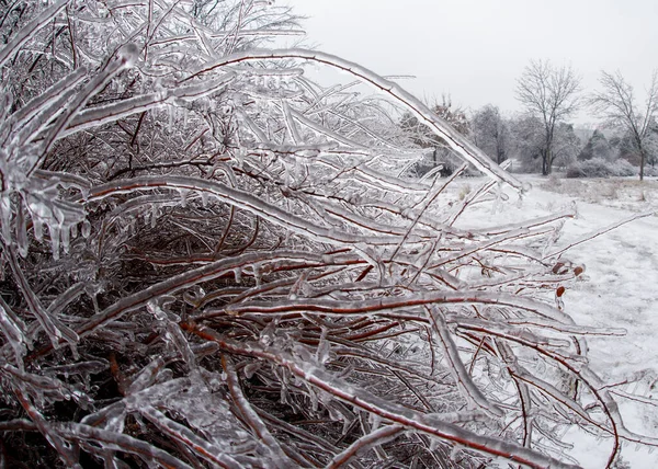 Kışın ortasında yağan yağmur sonrasında Bükreş 'teki bir parkta donmuş dallar