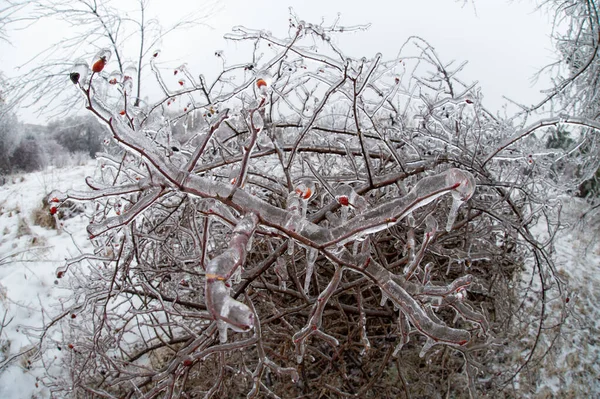 Frozen Branches Park Bucharest Rain Middle Winter — Fotografia de Stock