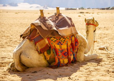 Jordan Wadi Rum Çölü 'nde develer, kırmızı kum üzerinde bebek ve arka planda yüksek dağlar.