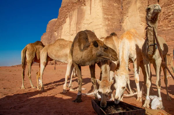 Kamele Der Jordanischen Wadi Rum Wüste Auf Rotem Sand Mit — Stockfoto