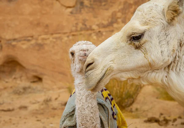 Camellos Jordania Wadi Desierto Ron Sobre Arena Roja Con Bebé —  Fotos de Stock