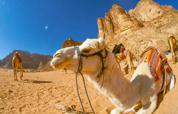 Верблюды Иордании Вади Ром Пустыня Красном Песке Ребенком Высокие Горы — стоковое фото