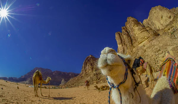 Chameaux Jordanie Wadi Rum Désert Sur Sable Rouge Avec Bébé — Photo