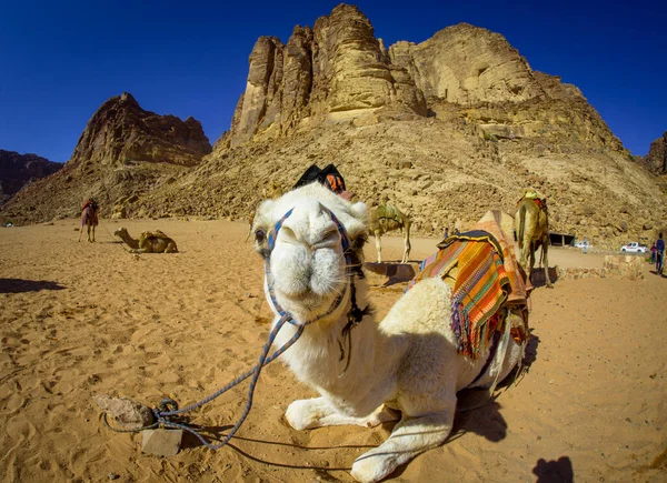 Chameaux Jordanie Wadi Rum Désert Sur Sable Rouge Avec Bébé — Photo