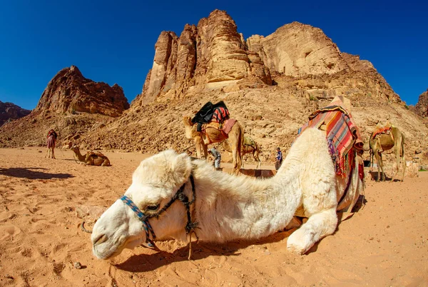 Camellos Jordania Wadi Desierto Ron Sobre Arena Roja Con Bebé — Foto de Stock