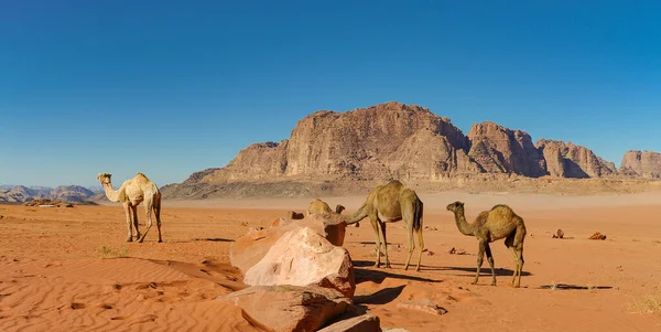 Kamele Der Jordanischen Wadi Rum Wüste Auf Rotem Sand Mit — Stockfoto