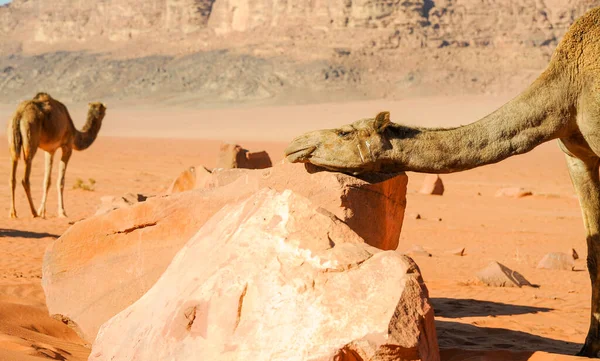 Jordan Wadi Rum Çölü Nde Develer Kırmızı Kum Üzerinde Bebek — Stok fotoğraf