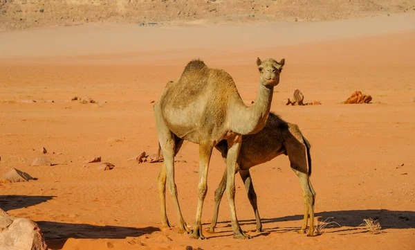 Camels Jordan Wadi Rum Desert Red Sand Baby High Mountains — Zdjęcie stockowe