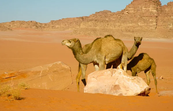 Camellos Jordania Wadi Desierto Ron Sobre Arena Roja Con Bebé —  Fotos de Stock